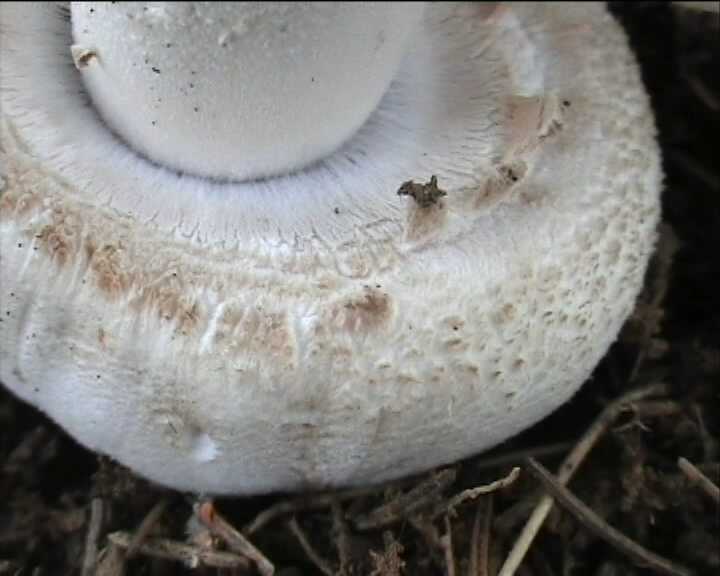 Agaricus benesii   (Pilat)  Singer